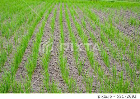 Rice seedlings in a paddy field growing racked Rice seedlings in a paddy field growing racked 55172692