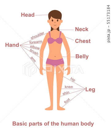 Main parts of human body on female figure Main parts of human body on female figure 55173184
