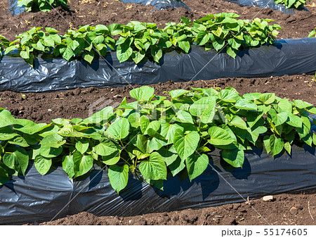 さつまいも畑 55174605