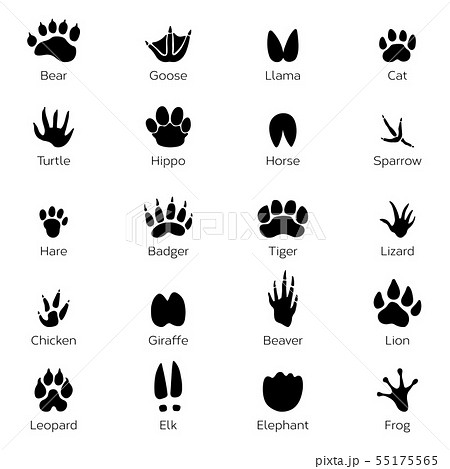 Different footprints of birds and animals. Vector monochrome pictures on white background Different footprints of birds and animals. Vector monochrome pictures on white background 55175565