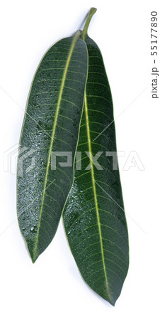 マンゴー マンゴ 木の葉 55177890