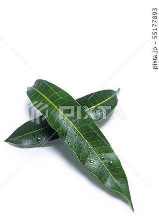 マンゴー マンゴ 木の葉 55177893