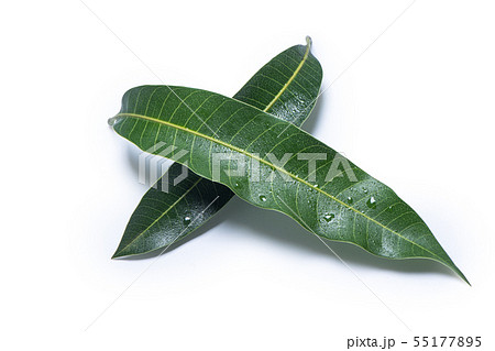 マンゴー マンゴ 木の葉 55177895