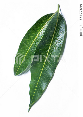 マンゴー マンゴ 木の葉 55177899