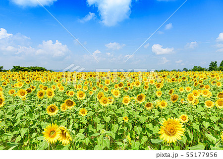 【兵庫県】ひまわりの丘公園 55177956