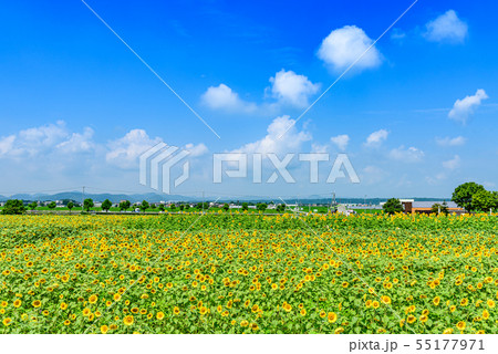 【兵庫県】ひまわりの丘公園 【兵庫県】ひまわりの丘公園 55177971