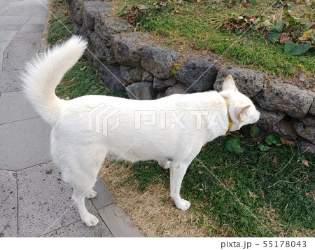 本 犬 サプサル犬の写真素材