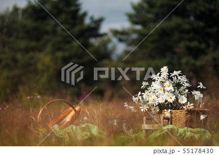 Summer picnic in the meadow on the green grass. Fruit basket, juice and bottled wine, watermelon and 55178430