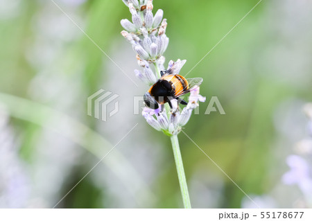 オオハナアブ 55178677
