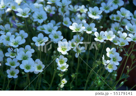 雲間草 クモマグサ 花言葉は「遠い思い出」 雲間草 クモマグサ 花言葉は「遠い思い出」 55179141