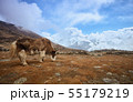 Yak on the way to Everest base camp. Nepal, Himalayas mountains 55179219