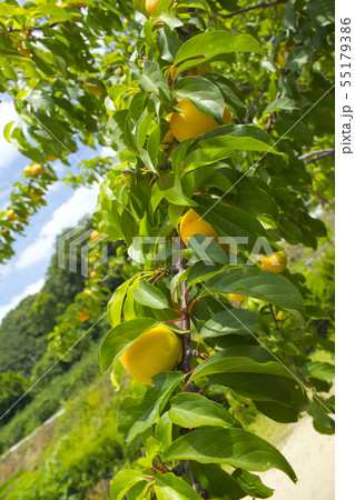 アプリコット 実 食べ物 55179386