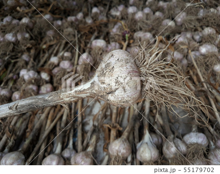 ニンニク 野菜 畑 55179702