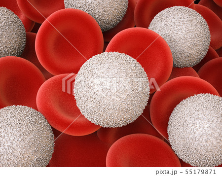 white blood cells with red blood cells 55179871
