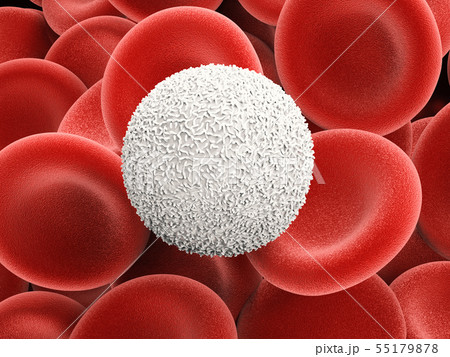 white blood cells with red blood cells 55179878