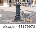 水を飲む犬 55179978