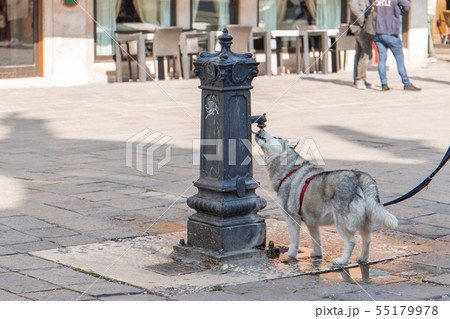 水を飲む犬 55179978