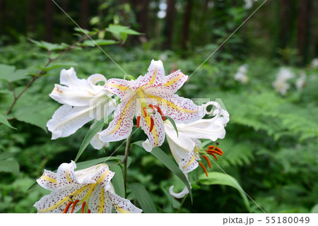 ヤマユリ ヤマユリ 55180049