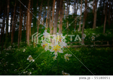 ヤマユリ ヤマユリ 55180051