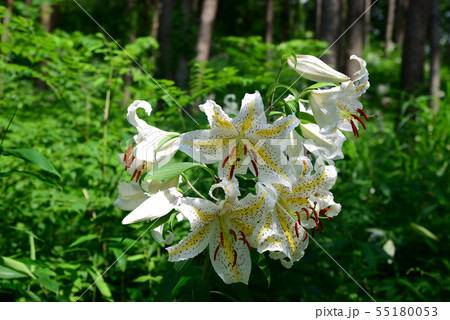 ヤマユリ ヤマユリ 55180053