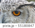 ミミズク 55180847