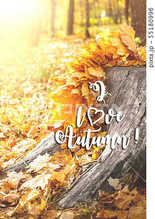Maple Leaves on tree cut. Autumn background concept. 55180996