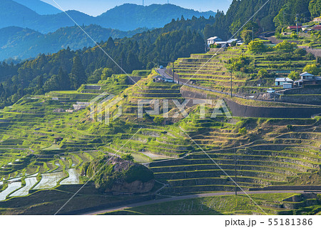 丸山千枚田 55181386