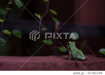 見上げる 55182196