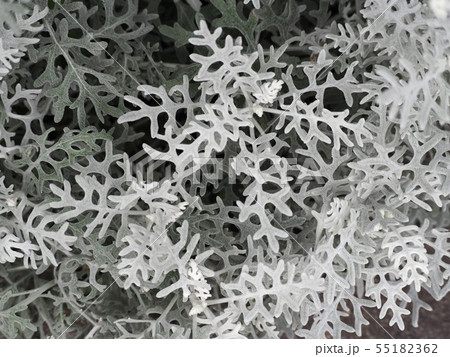 シロタエギクのシルバーリーフ 55182362