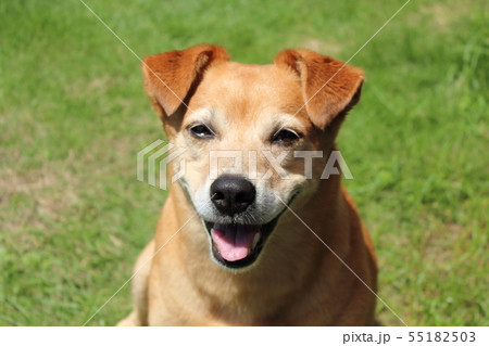 愛犬 ずっと一緒 愛犬 ずっと一緒 55182503
