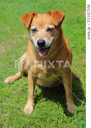 愛犬　ずっと一緒 55182506