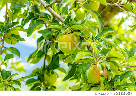 青りんご　素材　【長野県】 55183007