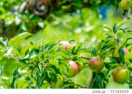 青りんご　素材　【長野県】 55183029
