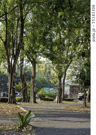 Road for running in the park with lots of trees. Road for running in the park with lots of trees. 55183306