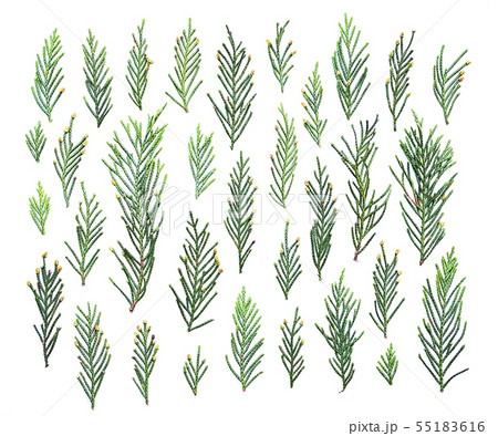 Set of green juniper twigs isolated on white Set of green juniper twigs isolated on white 55183616