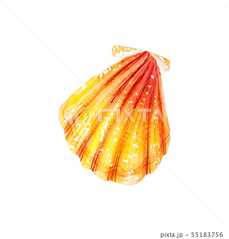 Yellow sea shell scallop. Yellow sea shell scallop. 55183756