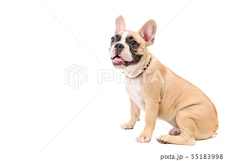 cute brown french bulldog sitting isolated 55183998