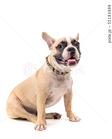 Cute french bulldog wearing collar and sitting 55183999