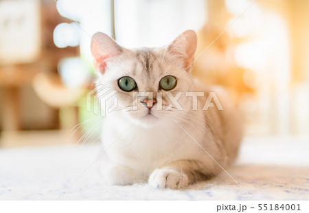 Cute brown scottish fold cat sit on the mat. 55184001