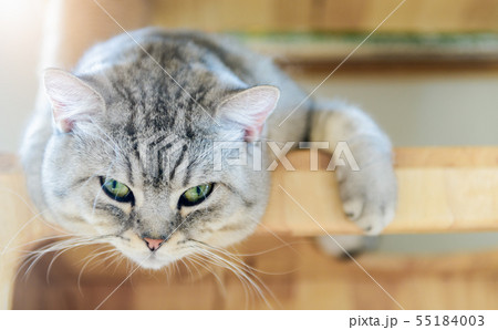 Cute gray scottish fold cat looking at camera 55184003