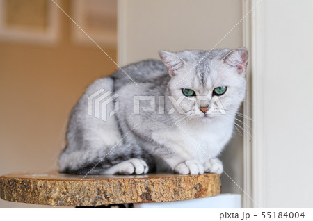 Cute gray scottish fold cat sit on wood plate 55184004