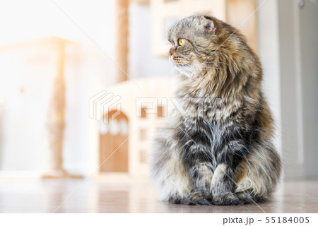 Cute brown scottish fold cat sit on the floor 55184005