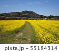 巾着田の春 55184314