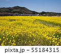 巾着田の春 55184315