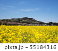 巾着田の春 55184316