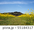 巾着田の春 55184317