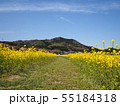 巾着田の春 55184318