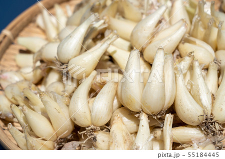 らっきょう らくだ 集合 (6月) 根付き らっきょう らくだ 集合 (6月) 根付き 55184445