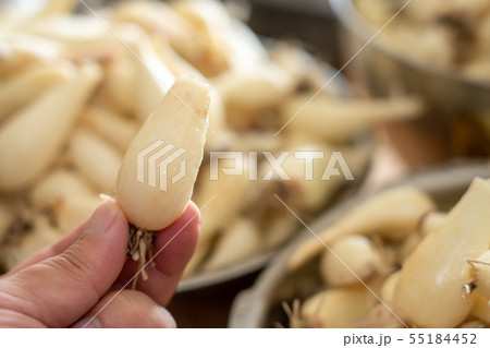 らっきょう　らくだ　（6月）　調理　根付き 55184452