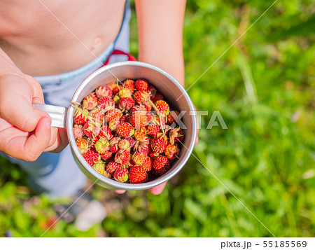 Ripe berries - strawberry. Forest berries strawberry. A boy holds in the hands cup with the forest Ripe berries - strawberry. Forest berries strawberry. A boy holds in the hands cup with the forest 55185569